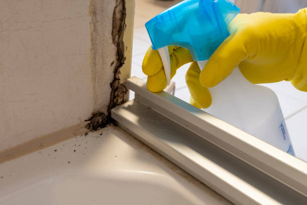 Best Toxic Mold Removal  in Downingtown, PA