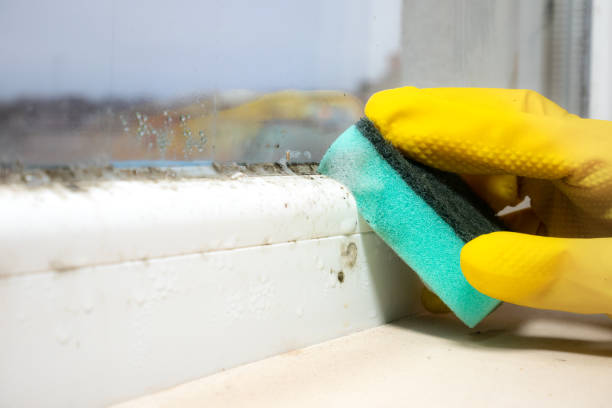 Best Attic Mold Removal  in Downingtown, PA