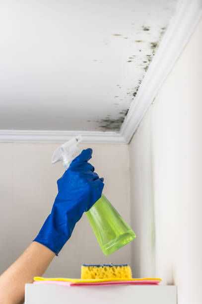 Attic Mold Removal in Downingtown, PA